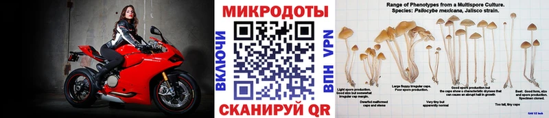 где продают   Злынка  Псилоцибиновые грибы мицелий 